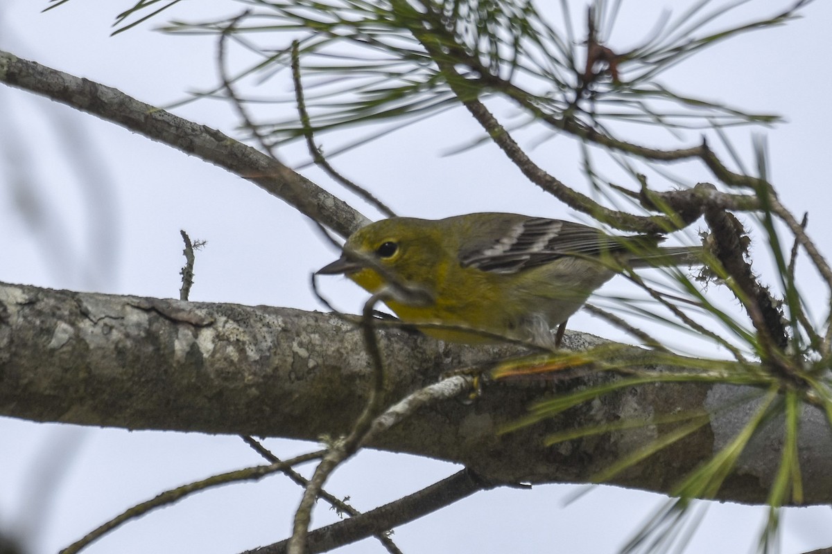 Pine Warbler - ML536069961