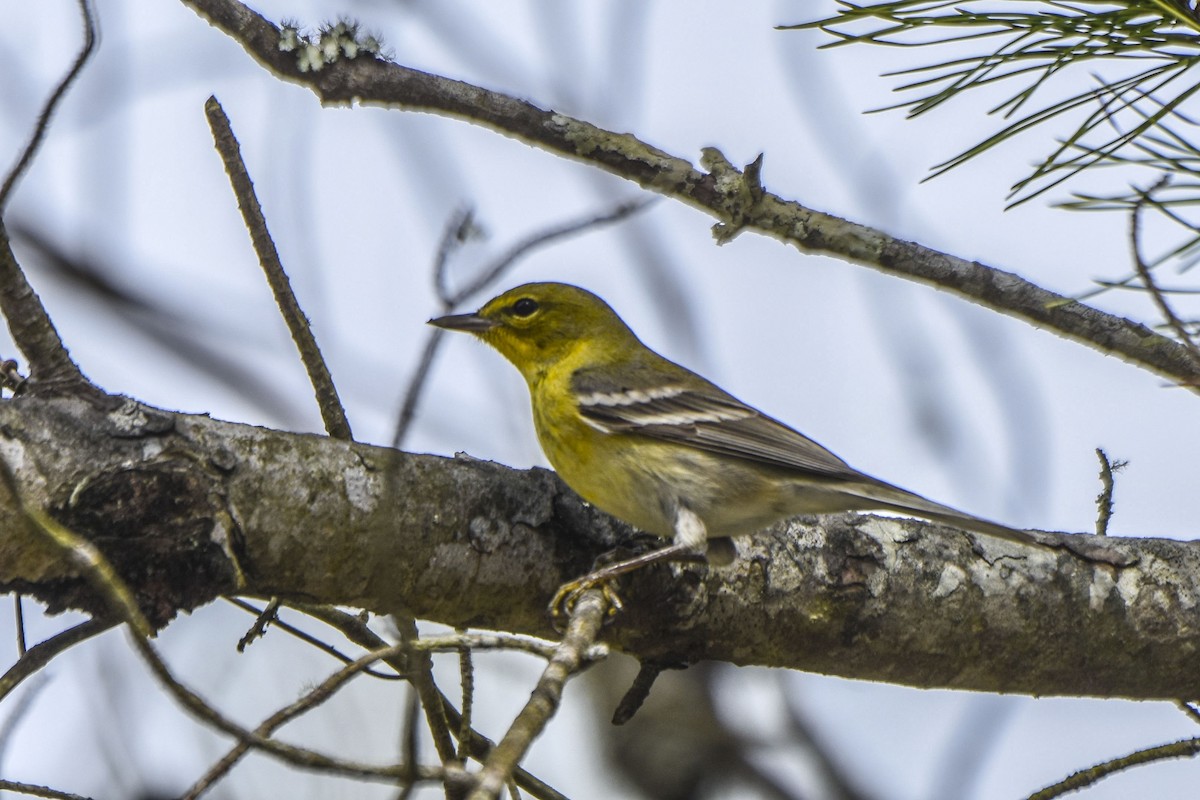 Pine Warbler - ML536069981
