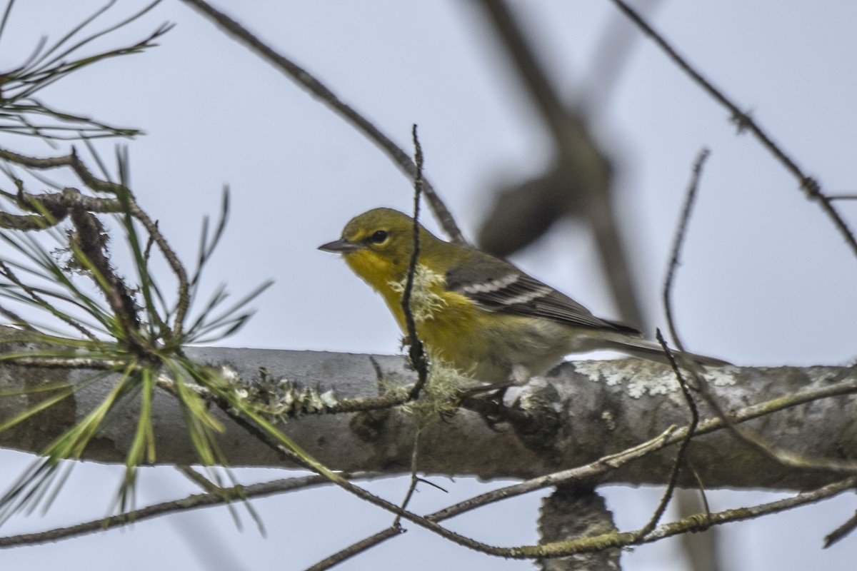 Pine Warbler - ML536069991