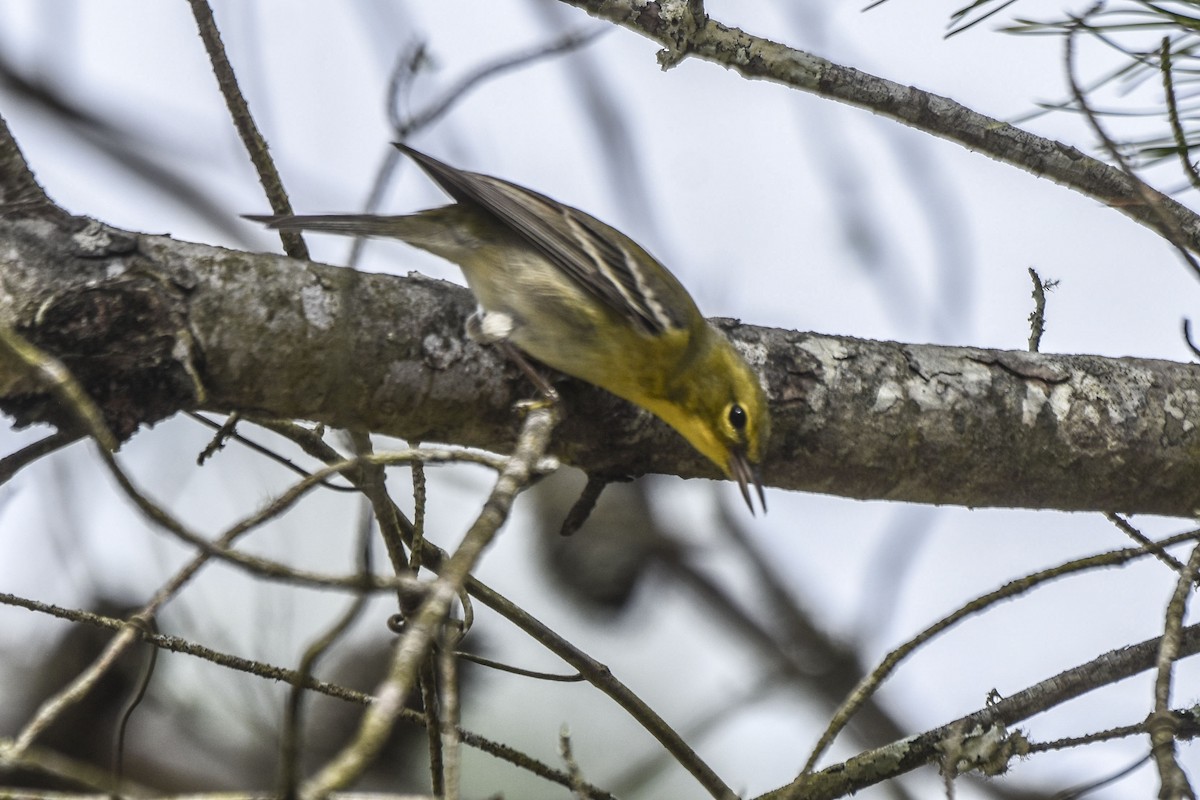Pine Warbler - ML536070001