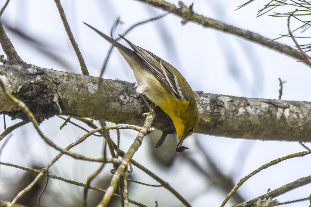 Pine Warbler - ML536070011