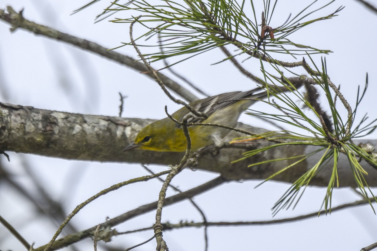 Pine Warbler - ML536070031