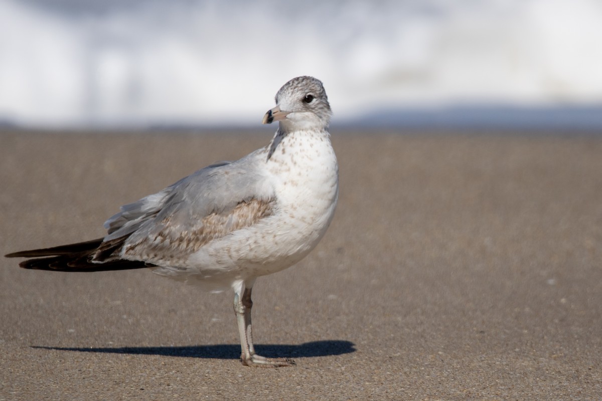 Ring-billed Gull - ML536070061