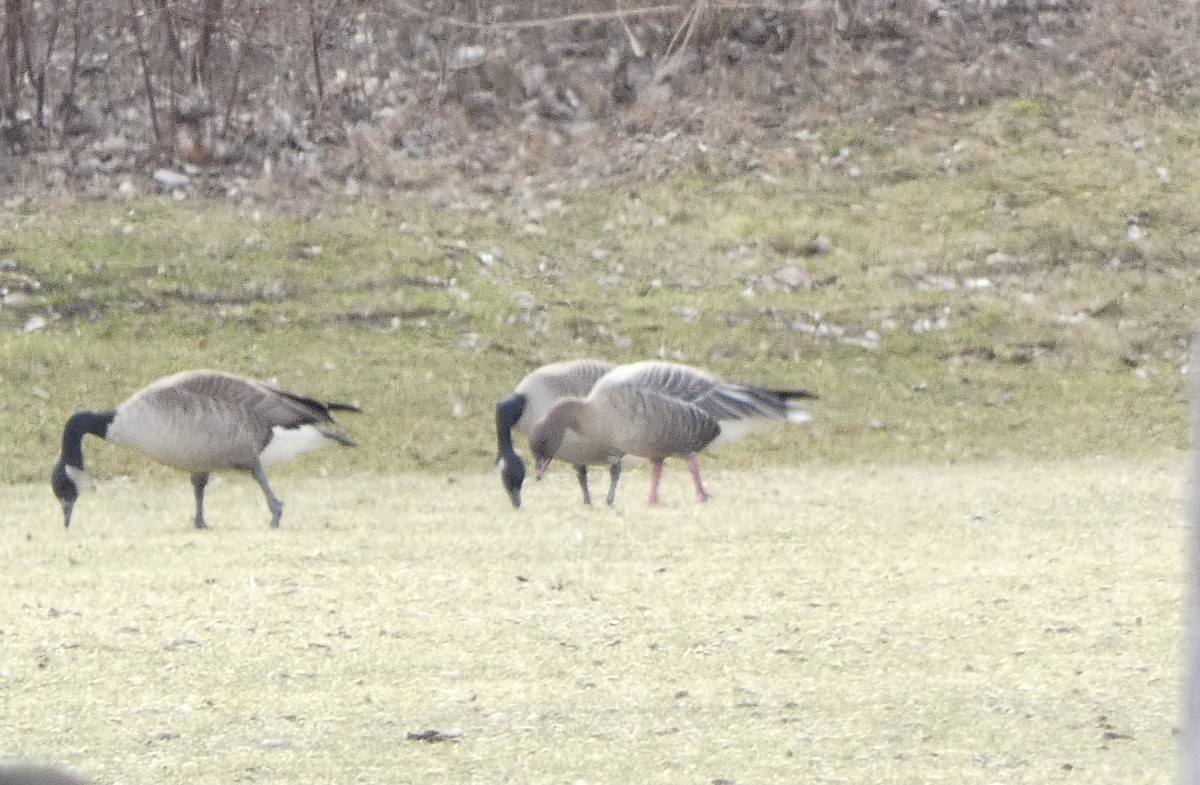 Pink-footed Goose - ML536070171