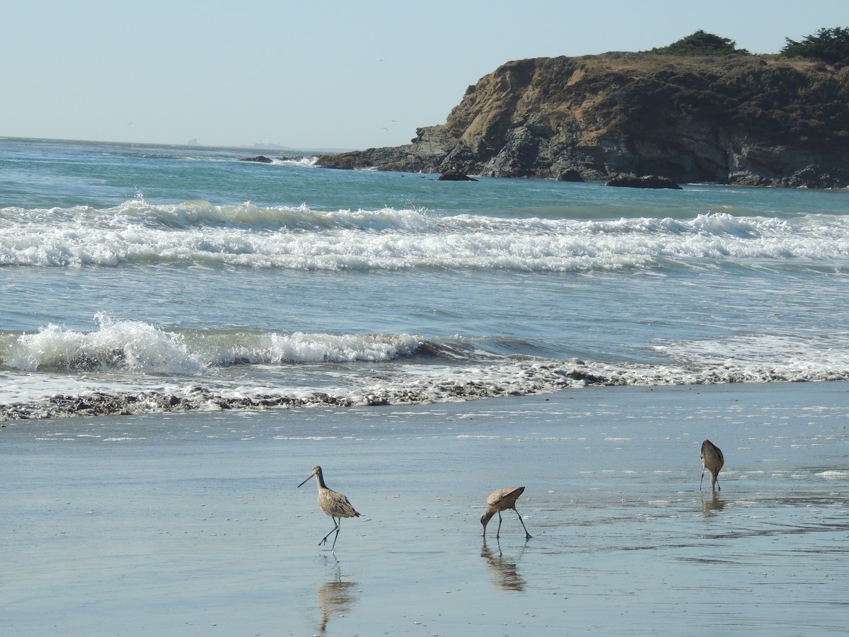 Marbled Godwit - ML536070181