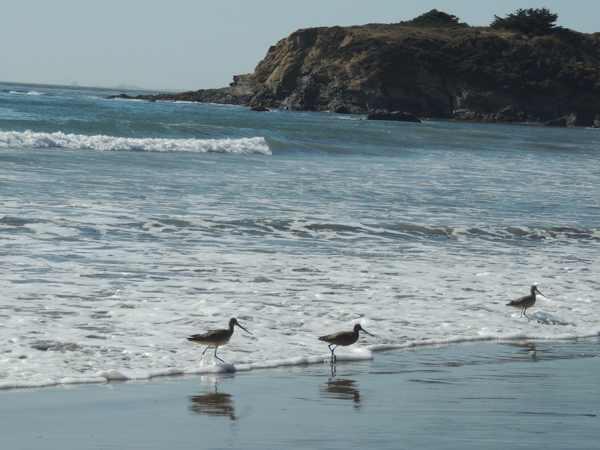 Marbled Godwit - ML536070271