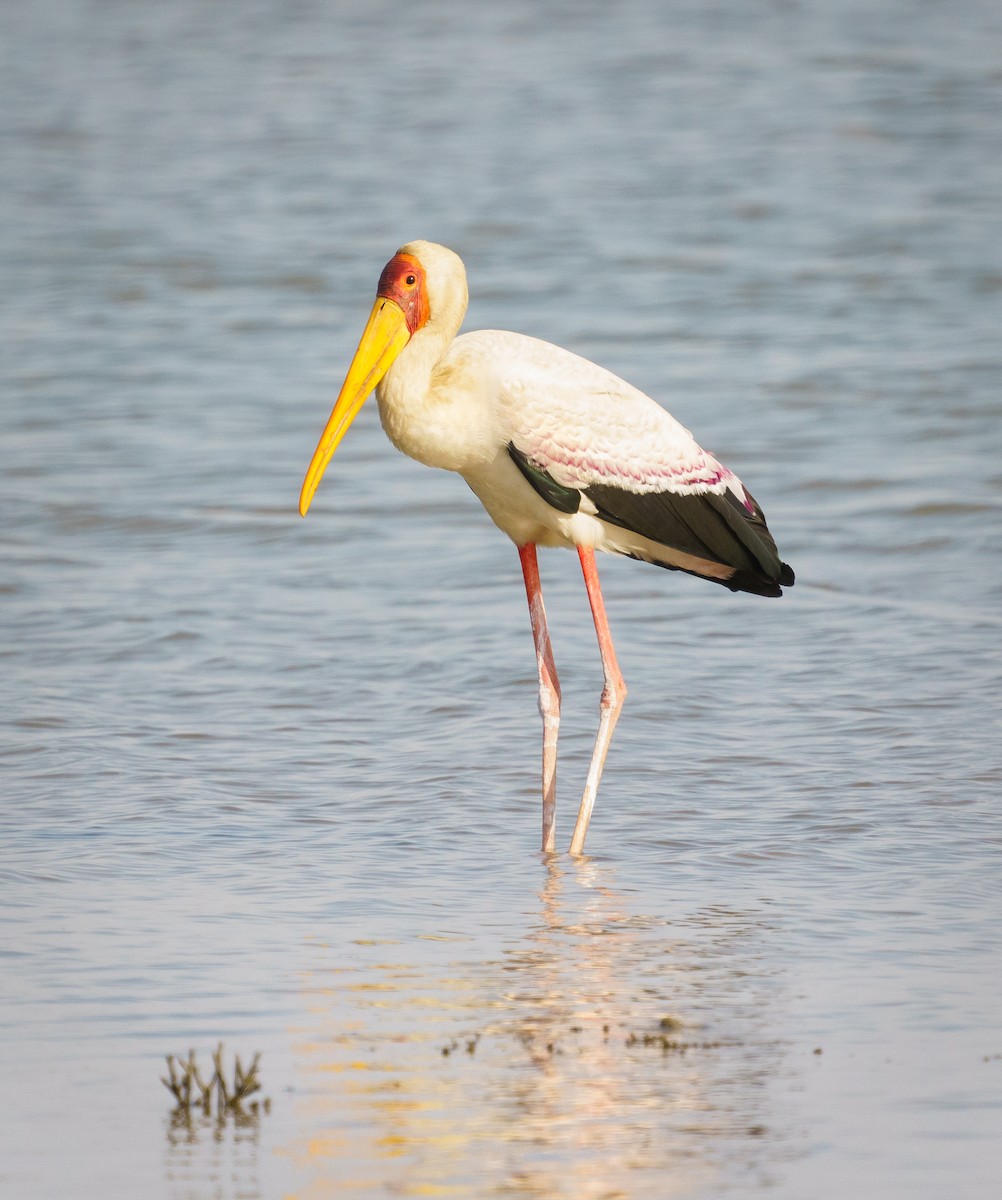 Yellow-billed Stork - Priska Rüegg