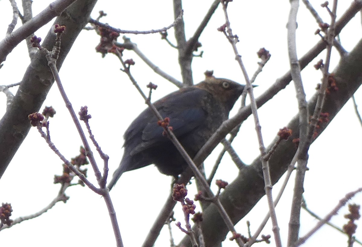 Rusty Blackbird - ML536070891