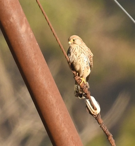 Eurasian Kestrel - ML536071731