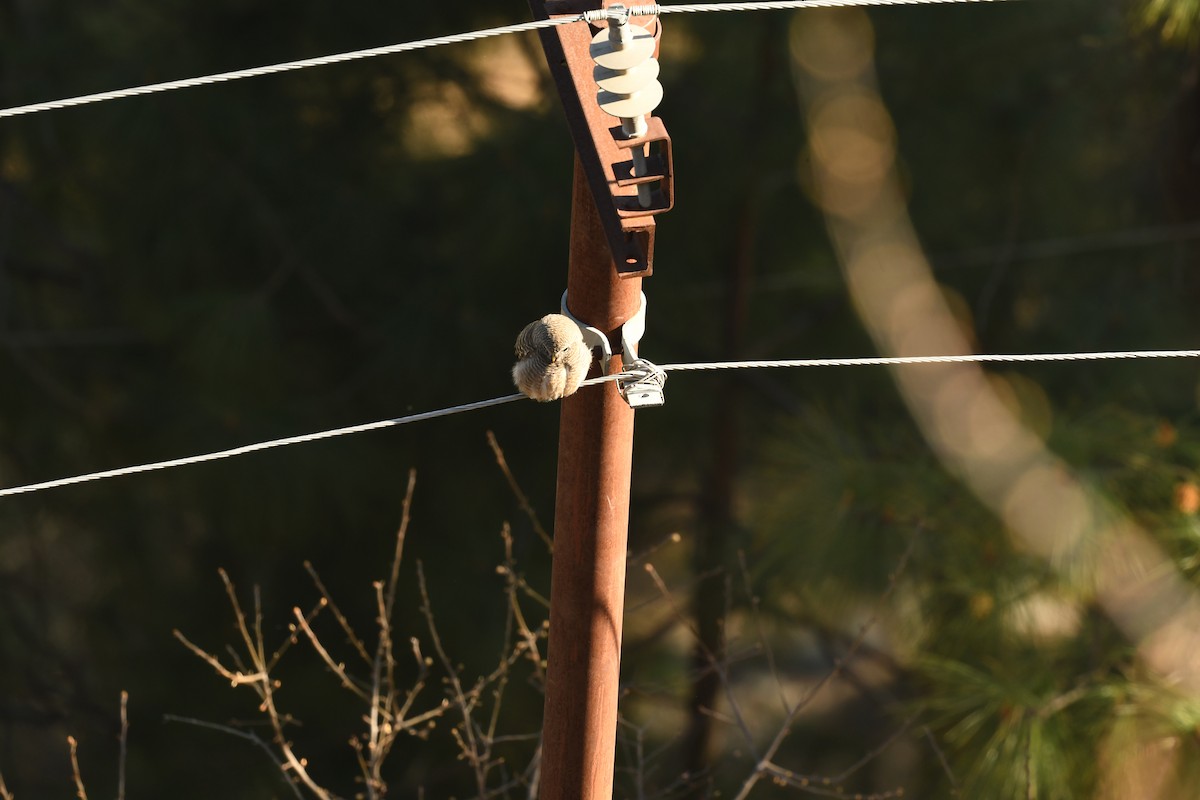 Asian Barred Owlet - ML536071911