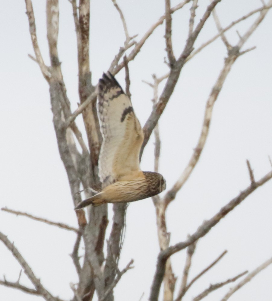 Short-eared Owl - ML53607231