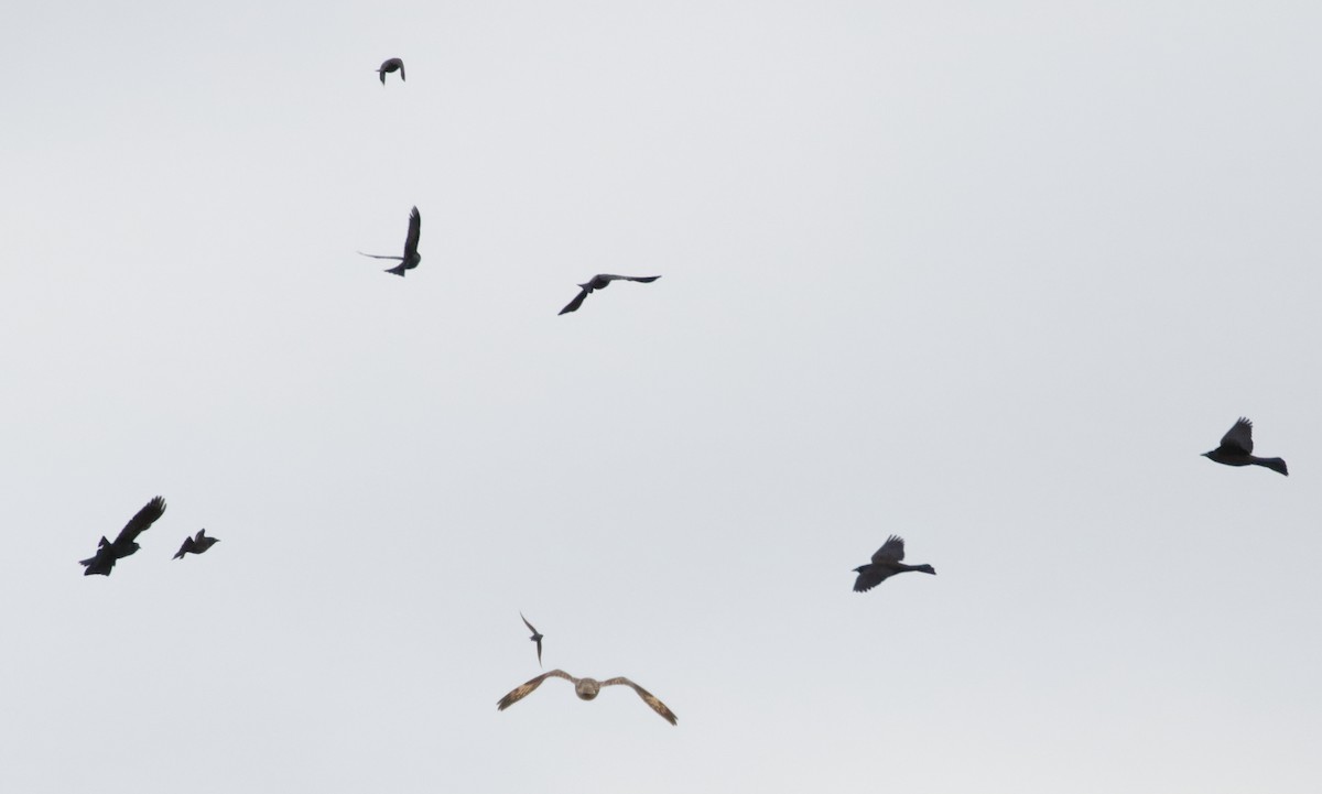 Short-eared Owl - ML53607241