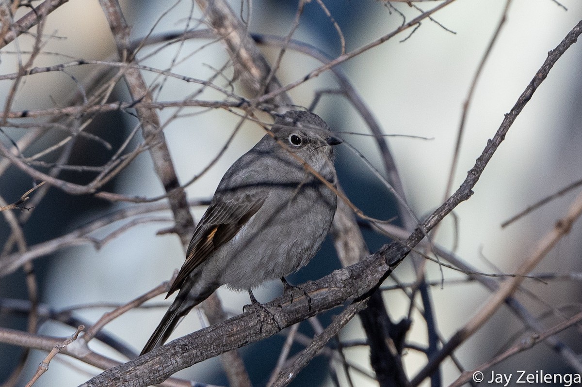 Townsend's Solitaire - ML536073151