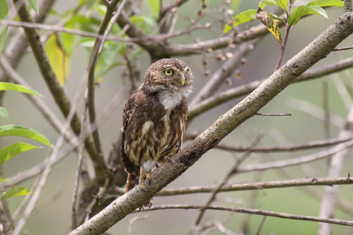 Ferruginous Pygmy-Owl - ML536073561