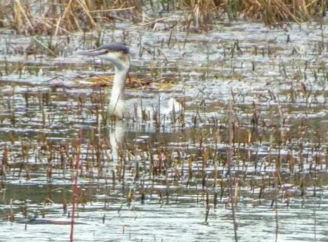 Great Crested Grebe - ML536073601