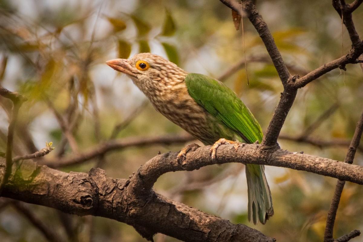 Lineated Barbet - ML536074091