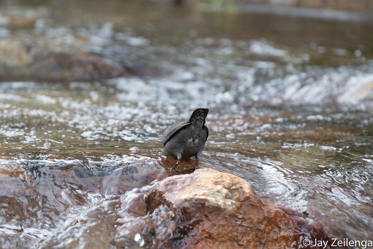 American Dipper - ML536074251