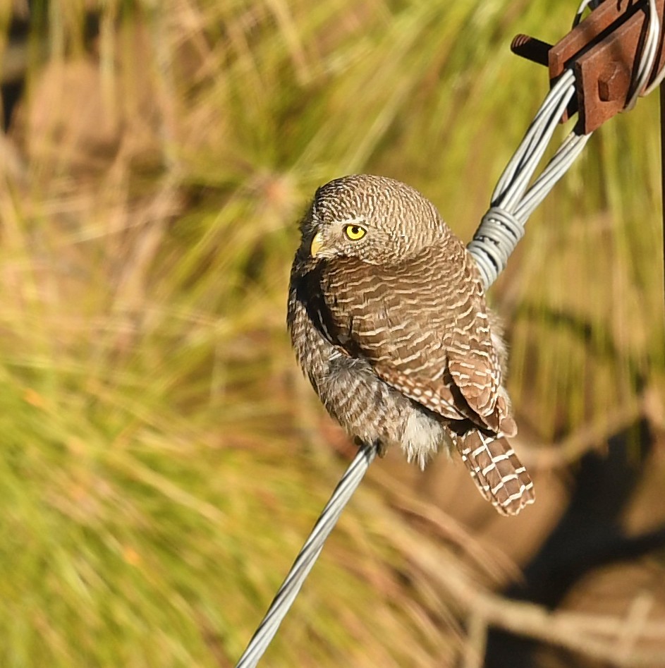 Asian Barred Owlet - ML536074661