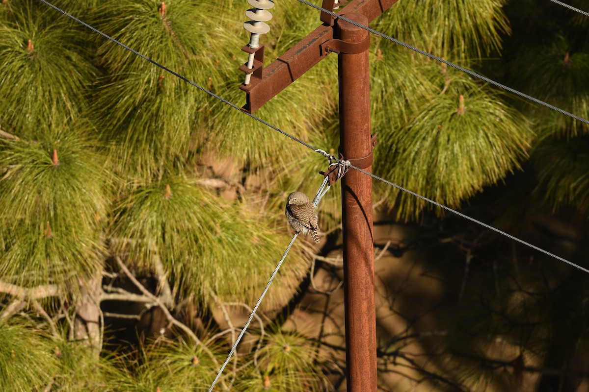 Asian Barred Owlet - ML536074671