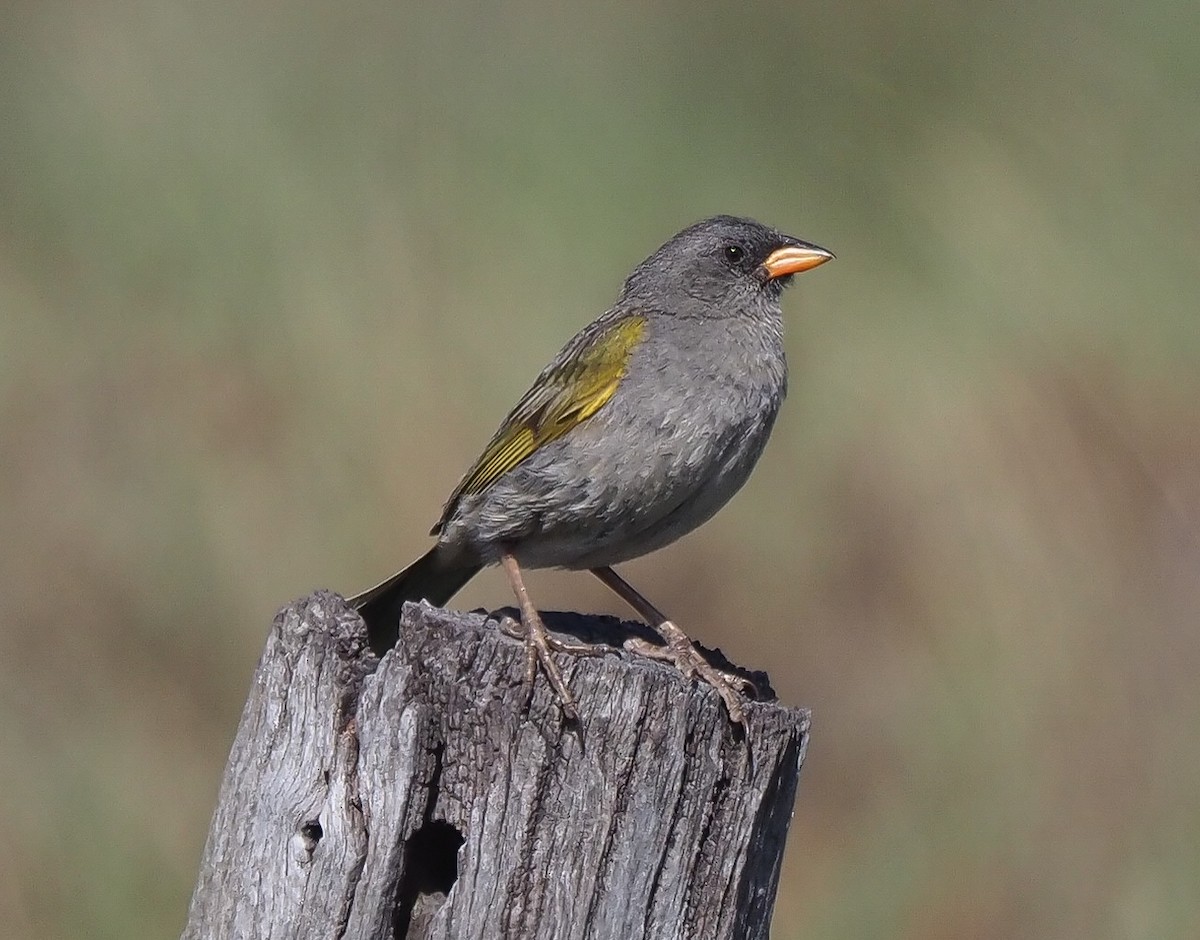 Great Pampa-Finch - ML536075151