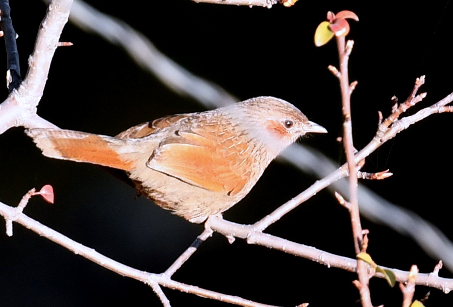 Streaked Laughingthrush - ML536075191