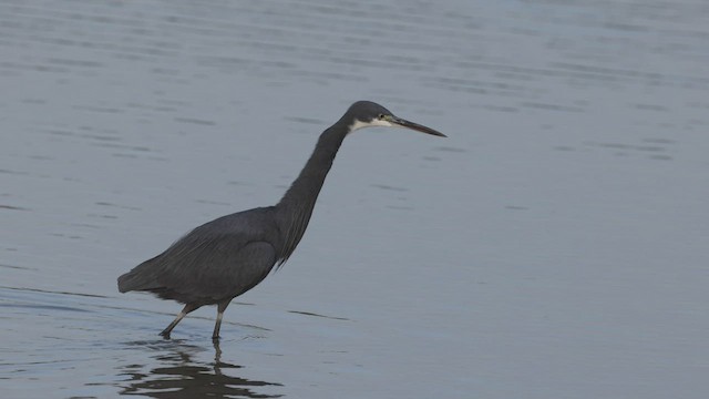 Western Reef-Heron - ML536075491