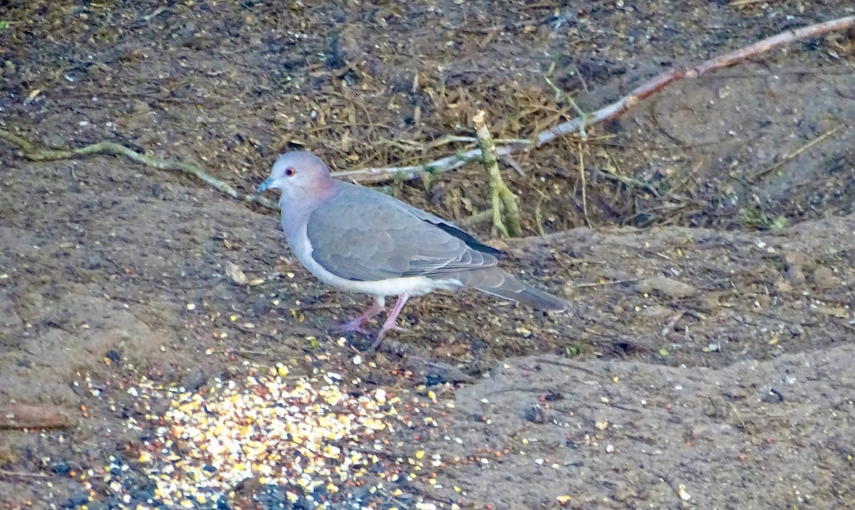 White-tipped Dove - Kevin Shackleton