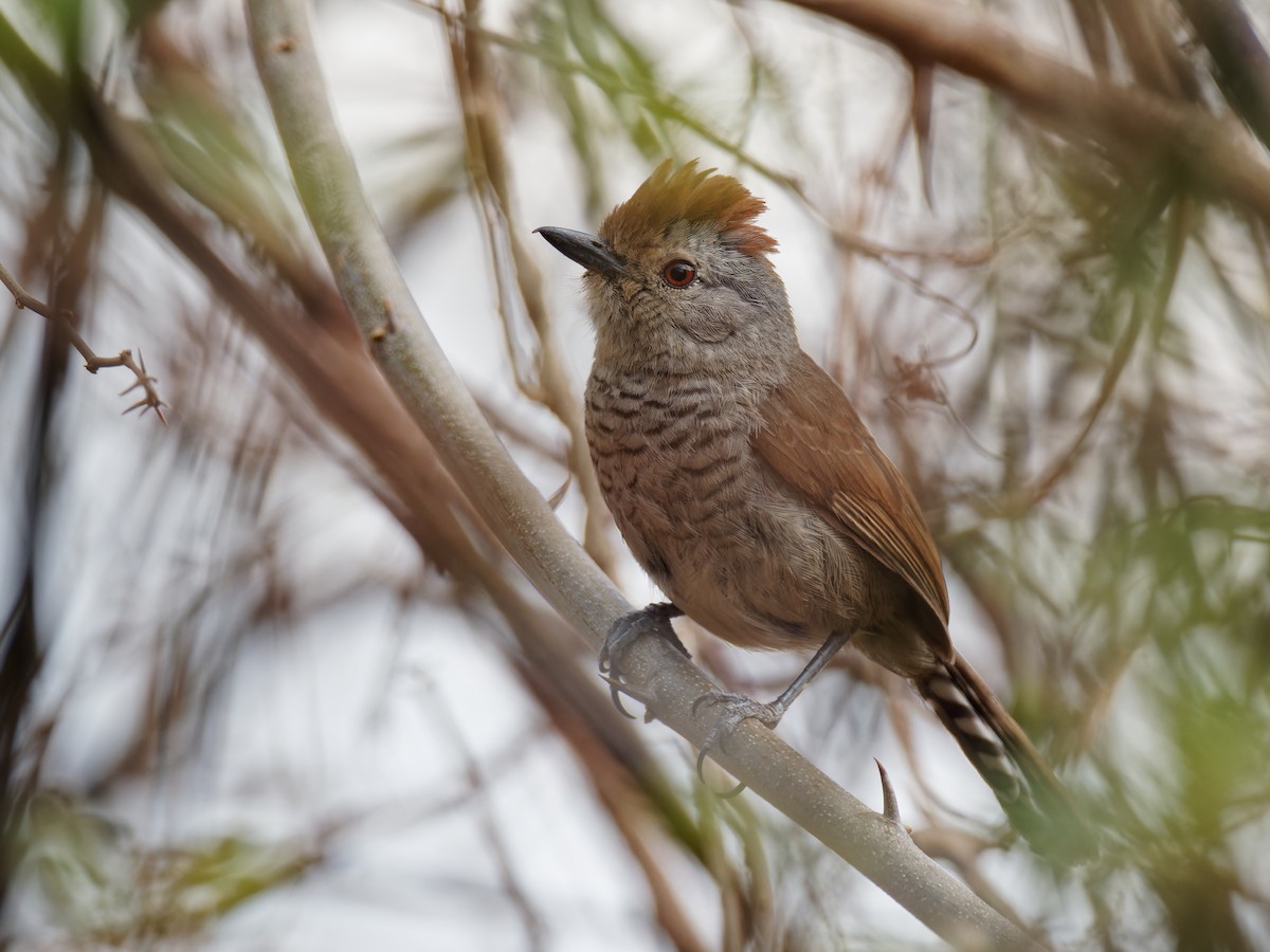 Rufous-capped Antshrike - ML536075761