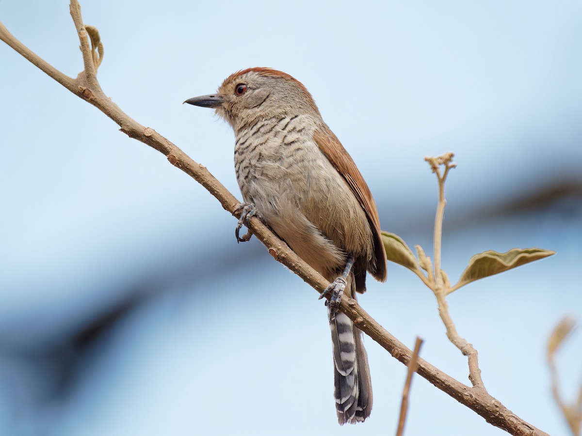 Rufous-capped Antshrike - Terry Miller 🦅