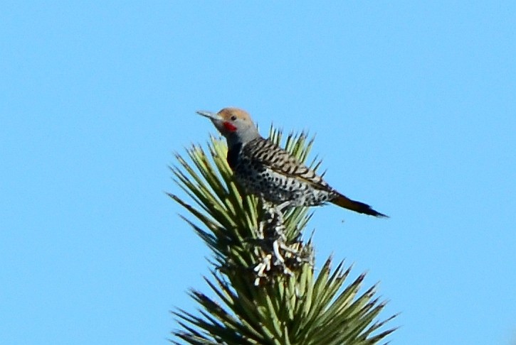 Gilded Flicker - Steve Tucker