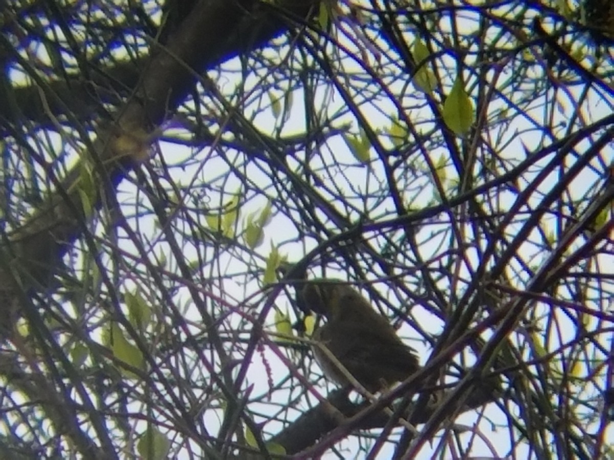 Palm Warbler - ML53607681