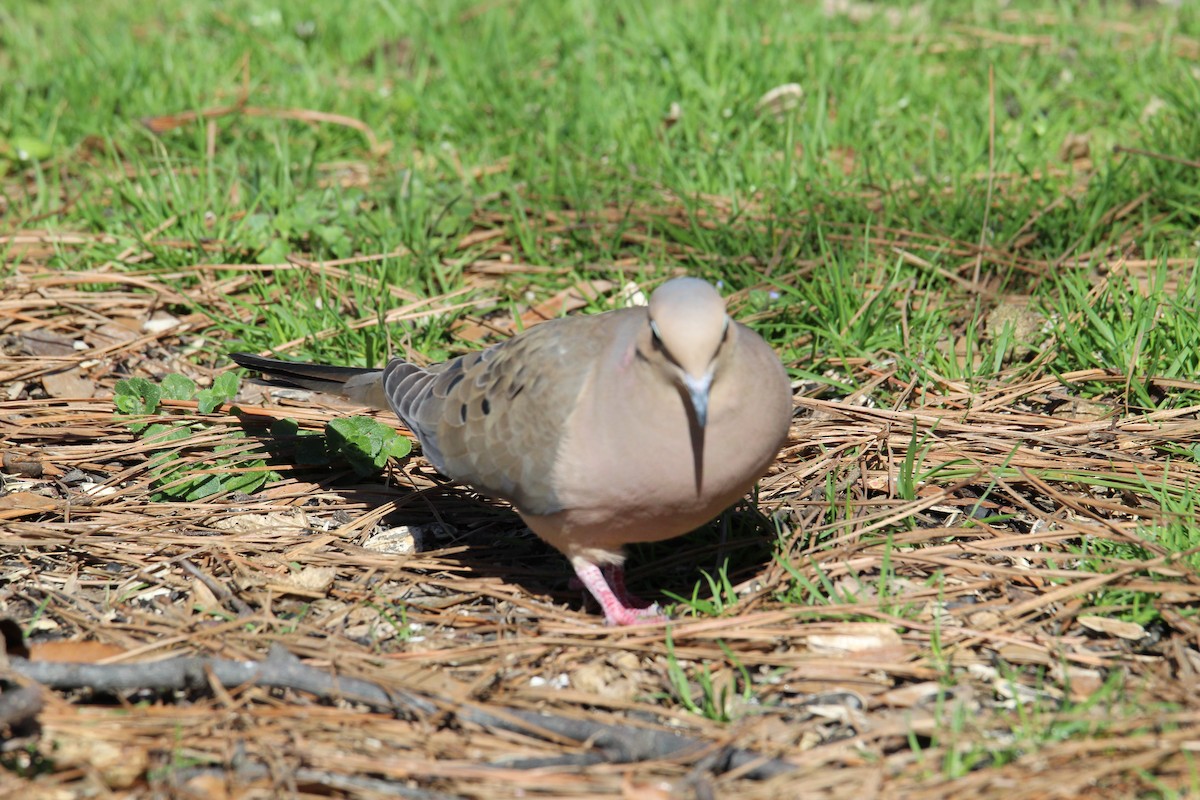 Mourning Dove - ML536077031