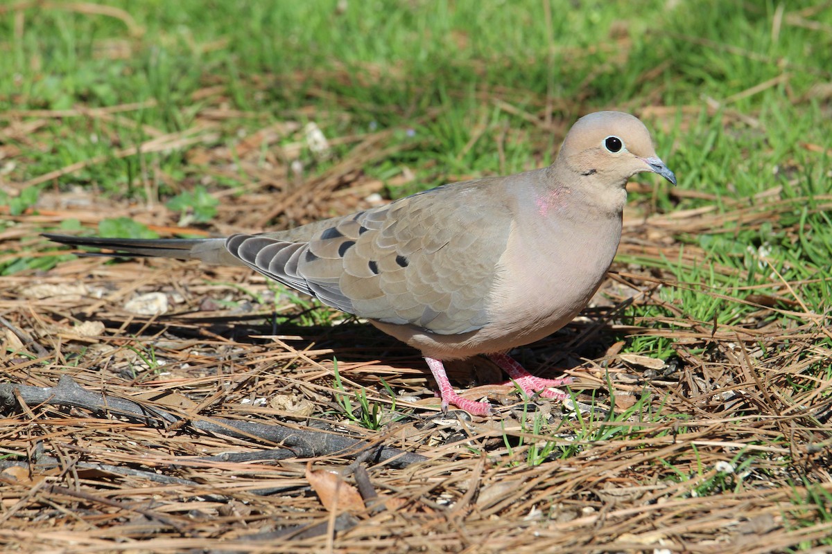 Mourning Dove - ML536077041