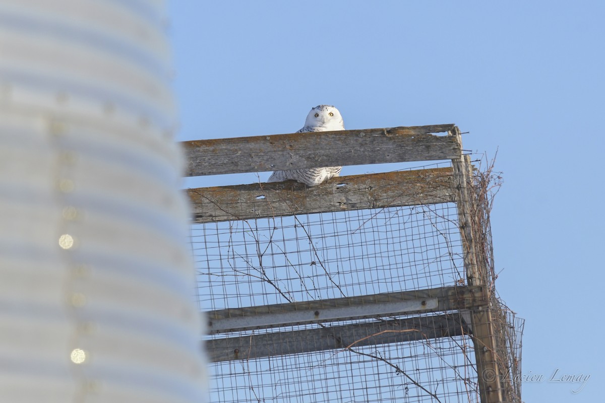 Snowy Owl - ML536077151