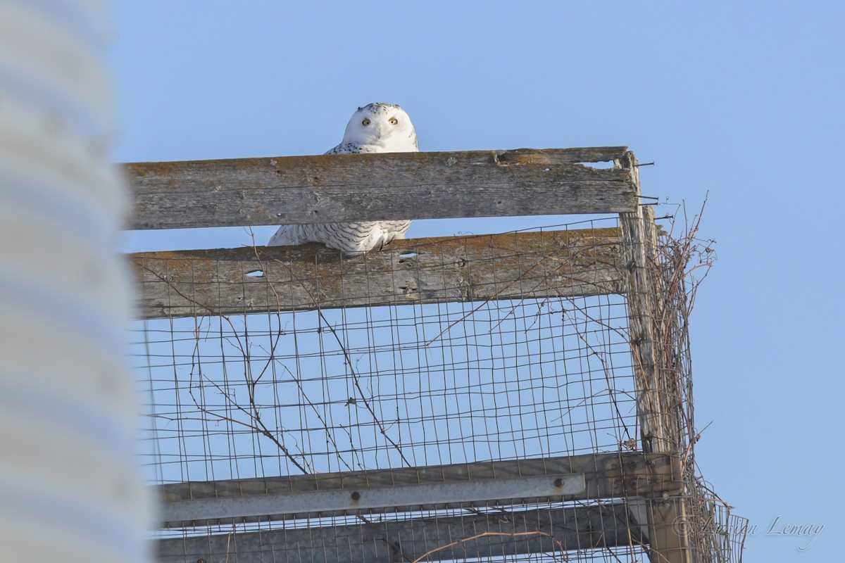 Snowy Owl - ML536077211