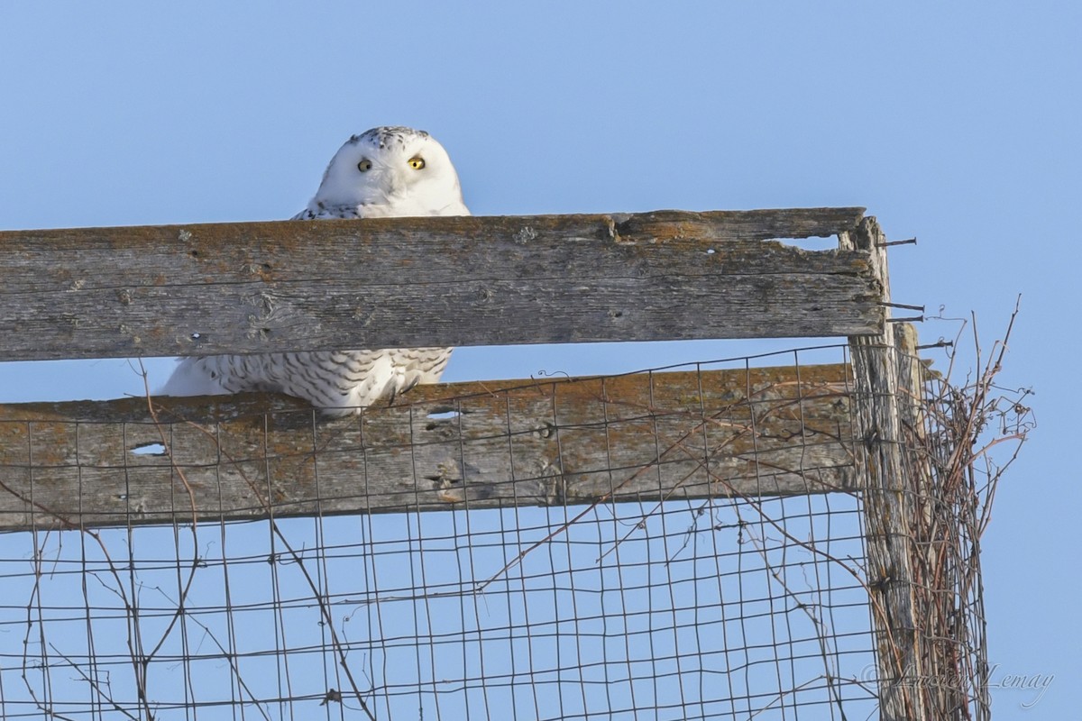 Snowy Owl - Lucien Lemay