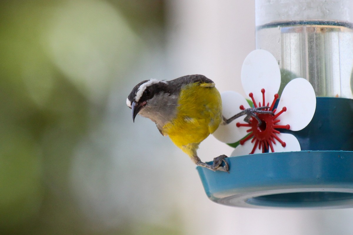 Bananaquit - ML536077551