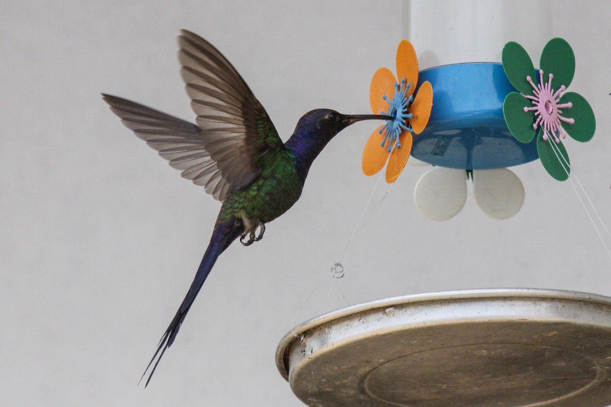 Swallow-tailed Hummingbird - ML536077841