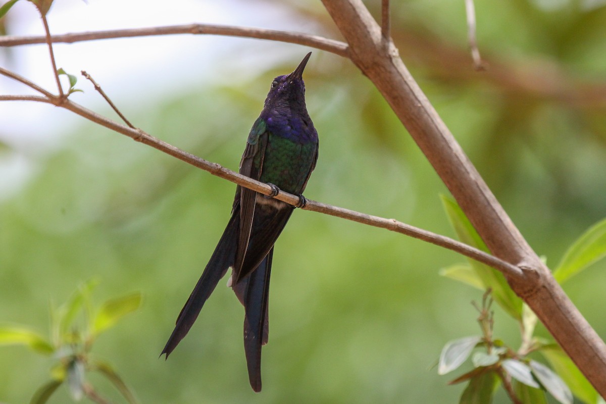 Colibrí Golondrina - ML536077861