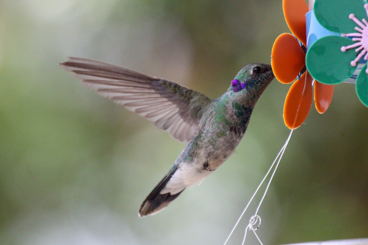 Colibri à ventre blanc - ML536077881