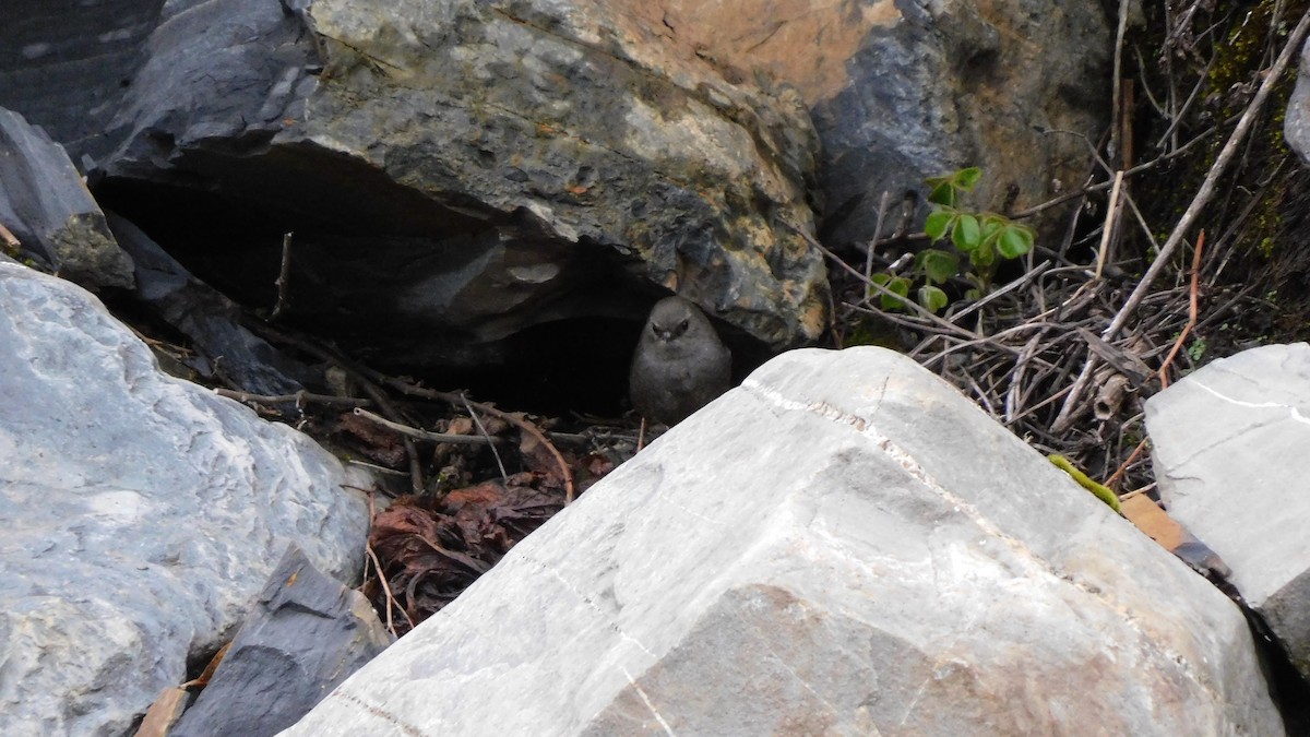 Puna Tapaculo - ML536078151