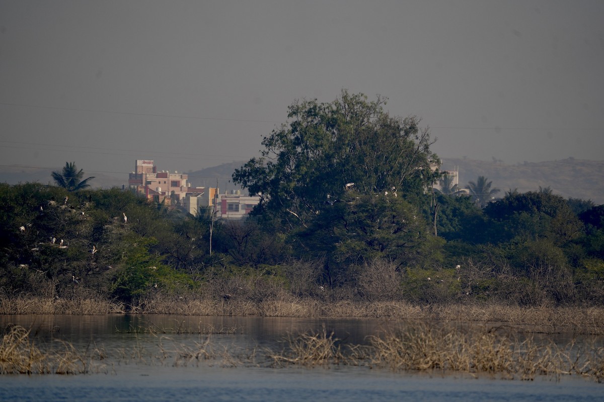 Painted Stork - Praveen Chavan