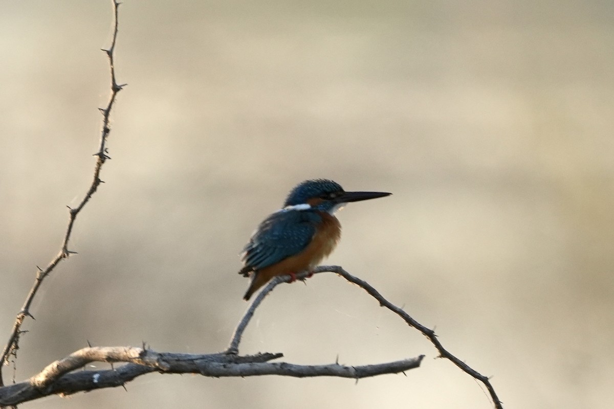 Martin-pêcheur d'Europe - ML536079041