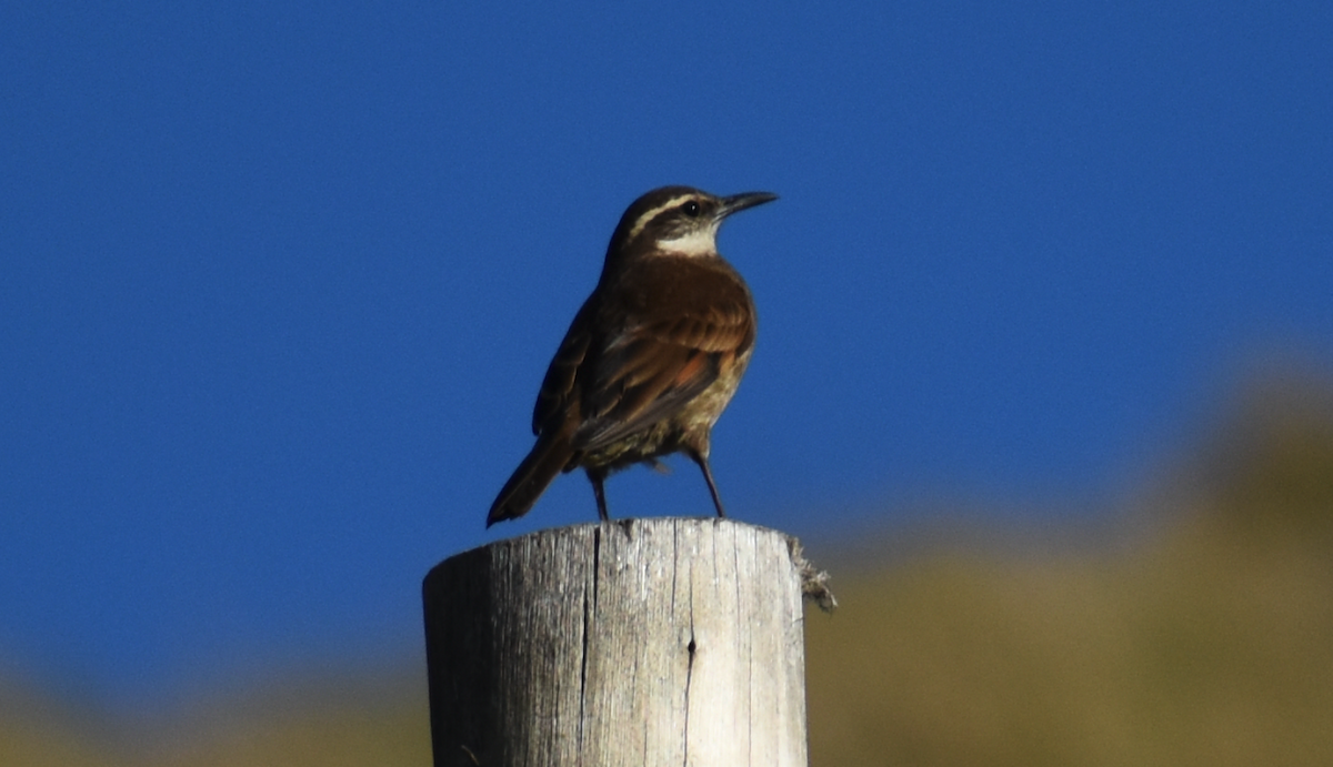 Stout-billed Cinclodes - ML536079061