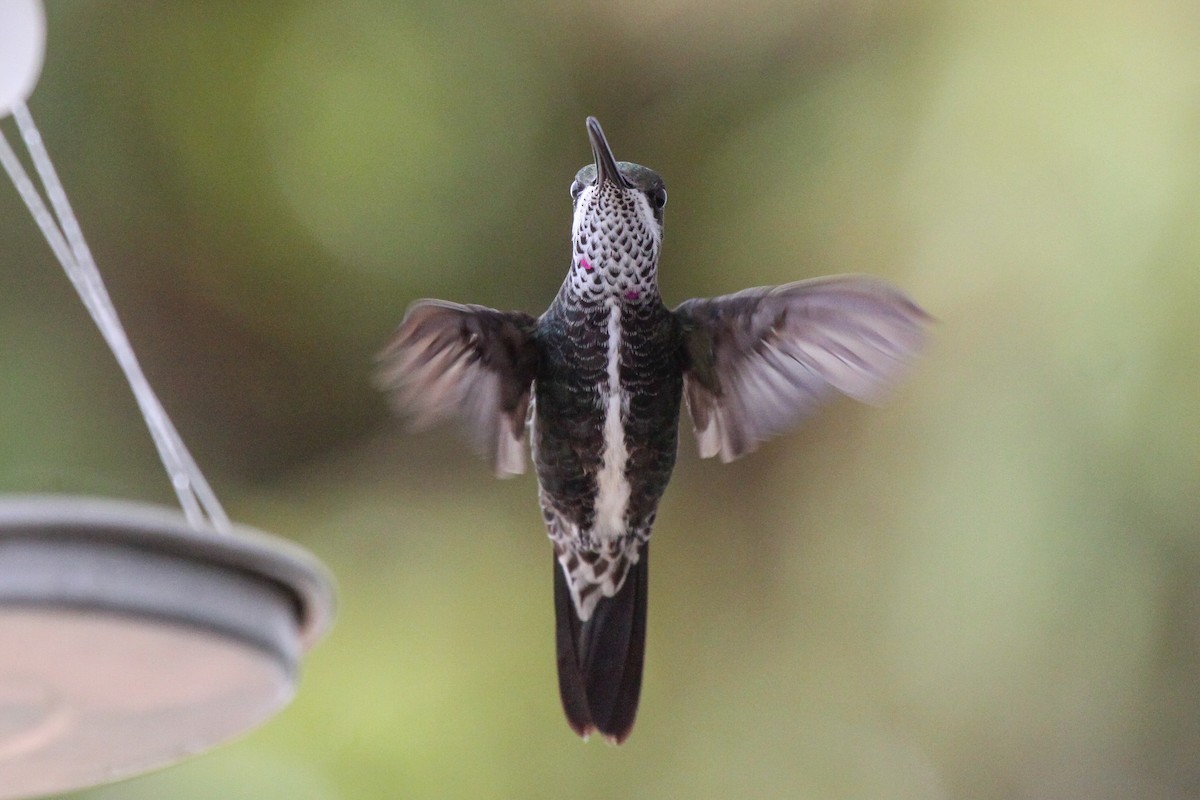 Colibrí Escamoso - ML536079071