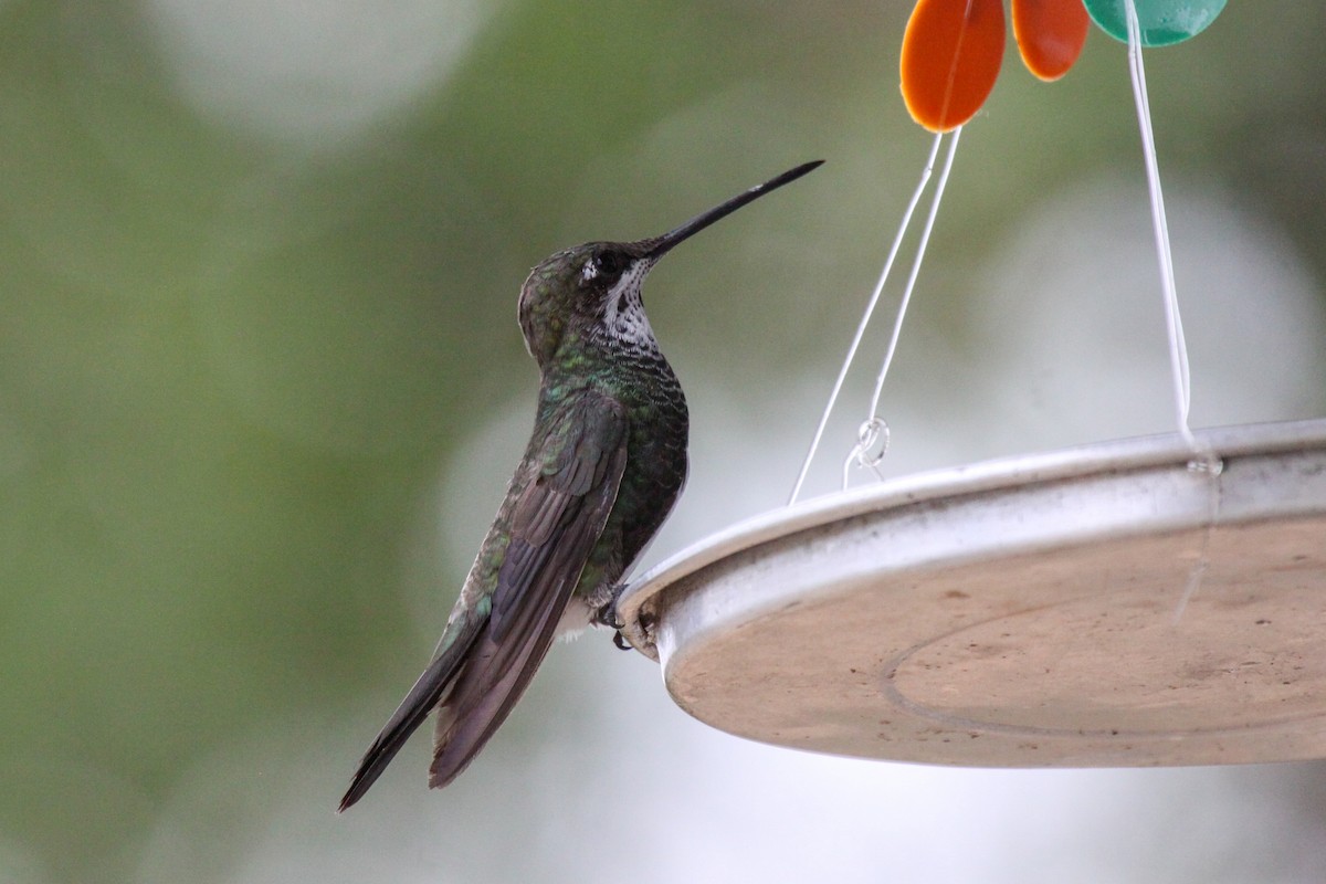 Stripe-breasted Starthroat - ML536079081