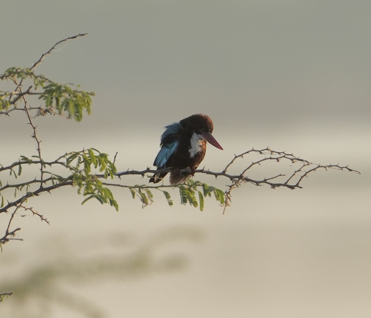 White-throated Kingfisher - ML536079091