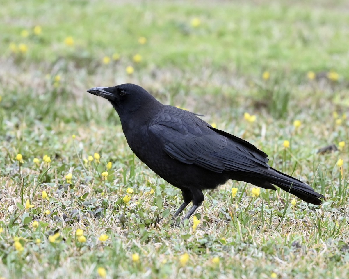 American Crow - ML536079421