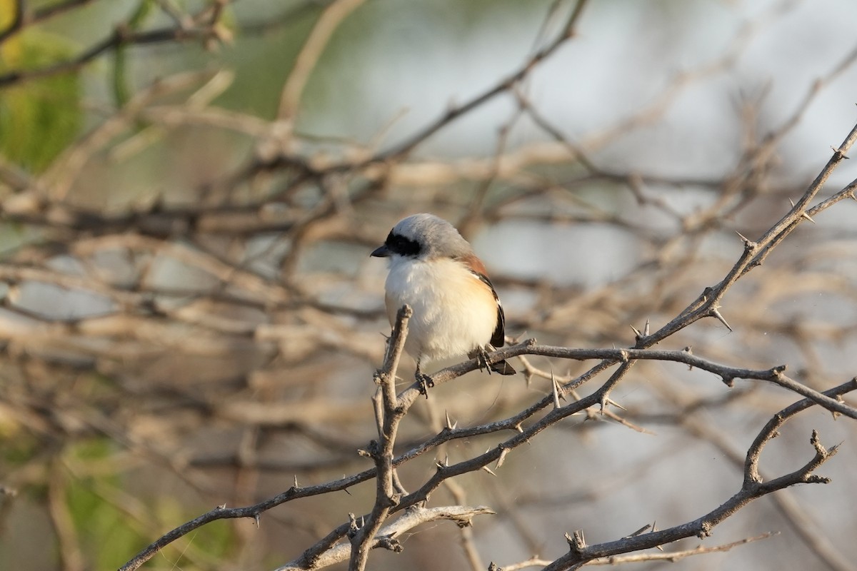 Bay-backed Shrike - Praveen Chavan