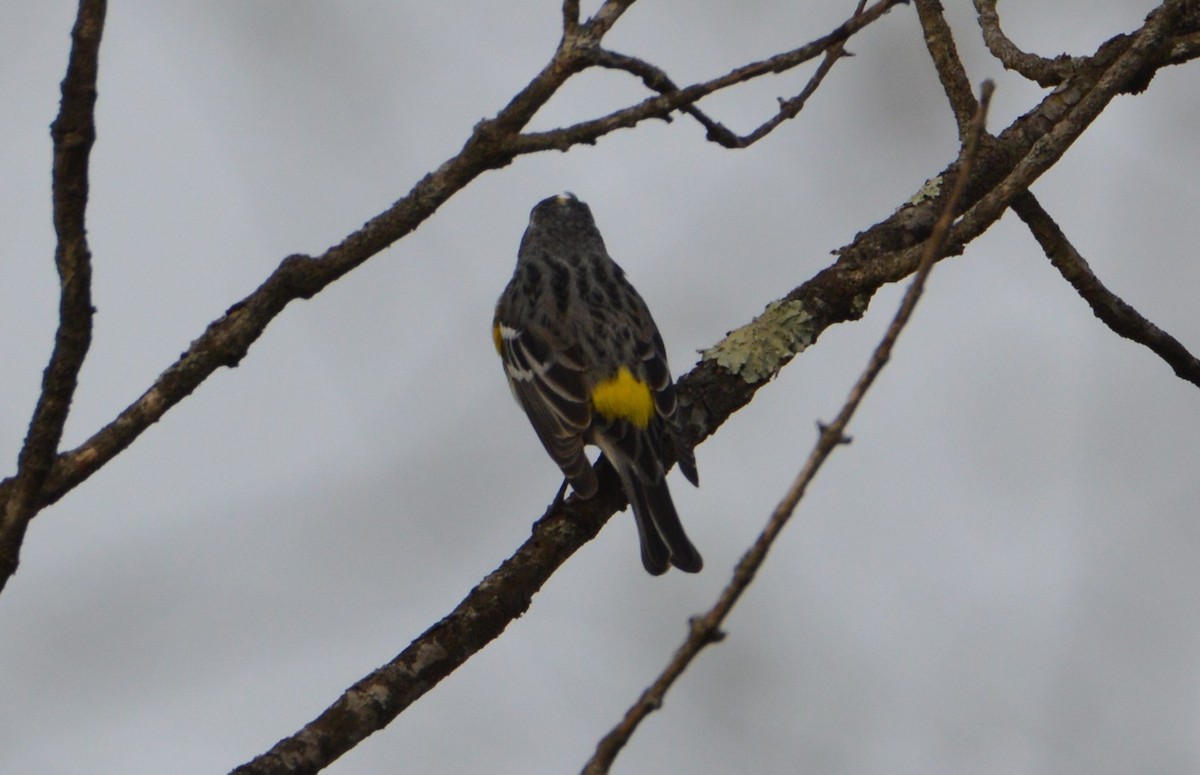 Yellow-rumped Warbler (Myrtle) - David Lusk